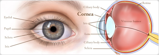 cornea